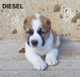 /album/diesel/a125530425-667776517115710-3628436897575497681-n-jpg1/